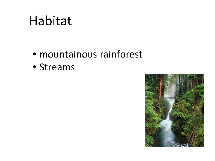 Habitat • mountainous rainforest • Streams 