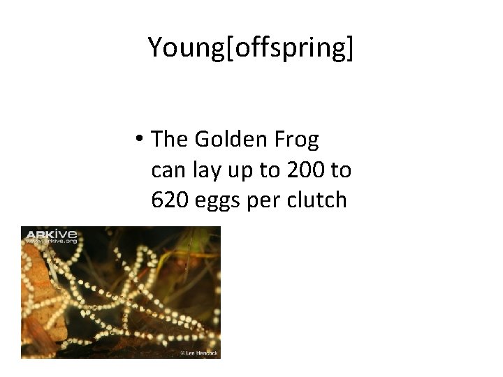 Young[offspring] • The Golden Frog can lay up to 200 to 620 eggs per