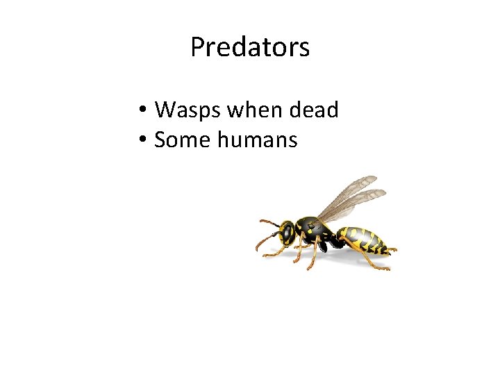 Predators • Wasps when dead • Some humans 