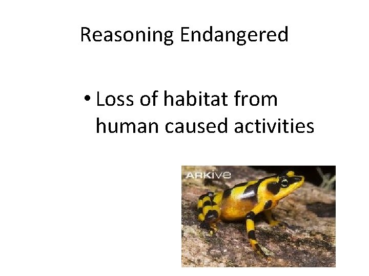 Reasoning Endangered • Loss of habitat from human caused activities 