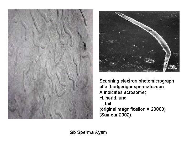 Scanning electron photomicrograph of a budgerigar spermatozoon. A indicates acrosome; H, head; and T,