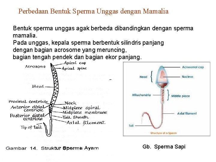 Perbedaan Bentuk Sperma Unggas dengan Mamalia Bentuk sperma unggas agak berbeda dibandingkan dengan sperma
