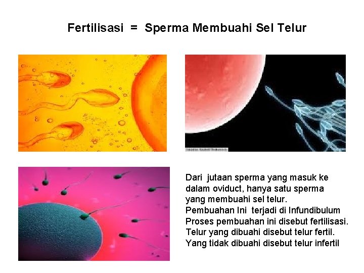 Fertilisasi = Sperma Membuahi Sel Telur Dari jutaan sperma yang masuk ke dalam oviduct,