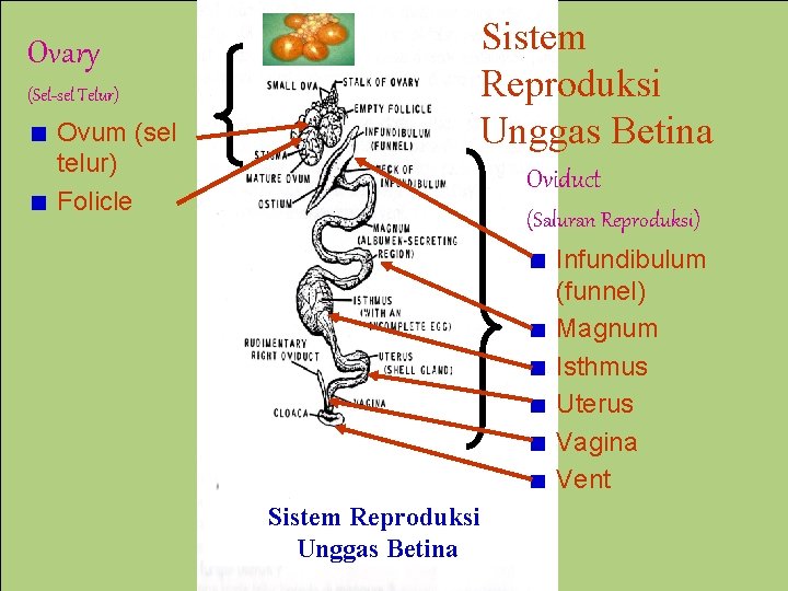 Sistem Reproduksi Unggas Betina Ovary (Sel-sel Telur) Ovum (sel telur) Folicle Oviduct (Saluran Reproduksi)