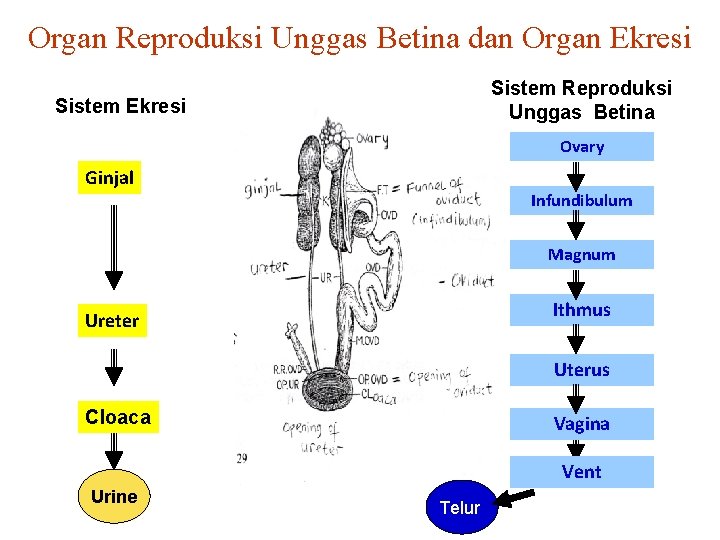 Organ Reproduksi Unggas Betina dan Organ Ekresi Sistem Reproduksi Unggas Betina Sistem Ekresi Ovary