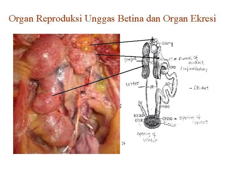 Organ Reproduksi Unggas Betina dan Organ Ekresi 