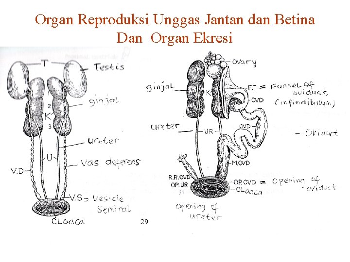Organ Reproduksi Unggas Jantan dan Betina Dan Organ Ekresi 