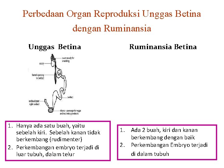 Perbedaan Organ Reproduksi Unggas Betina dengan Ruminansia Unggas Betina Ruminansia Betina 1. Hanya ada