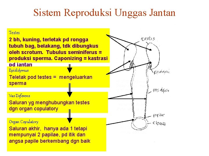 Sistem Reproduksi Unggas Jantan Testes 2 bh, kuning, terletak pd rongga tubuh bag, belakang,