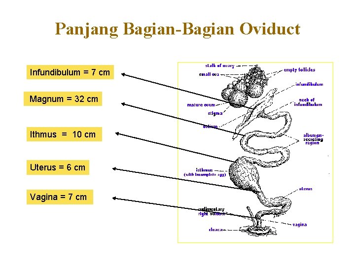 Panjang Bagian-Bagian Oviduct Infundibulum = 7 cm Magnum = 32 cm Ithmus = 10