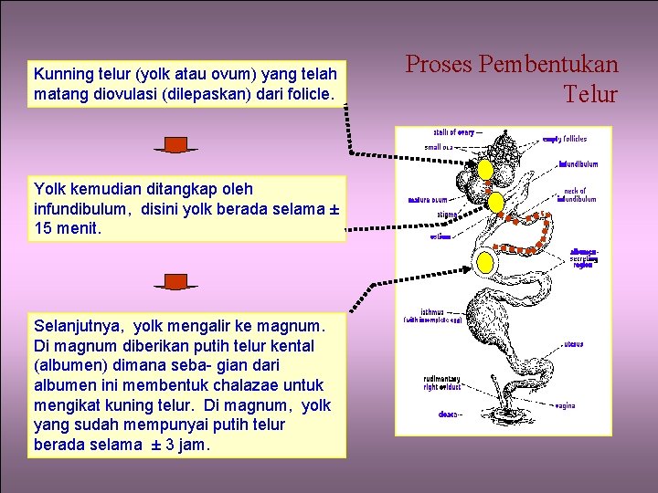 Kunning telur (yolk atau ovum) yang telah matang diovulasi (dilepaskan) dari folicle. Yolk kemudian