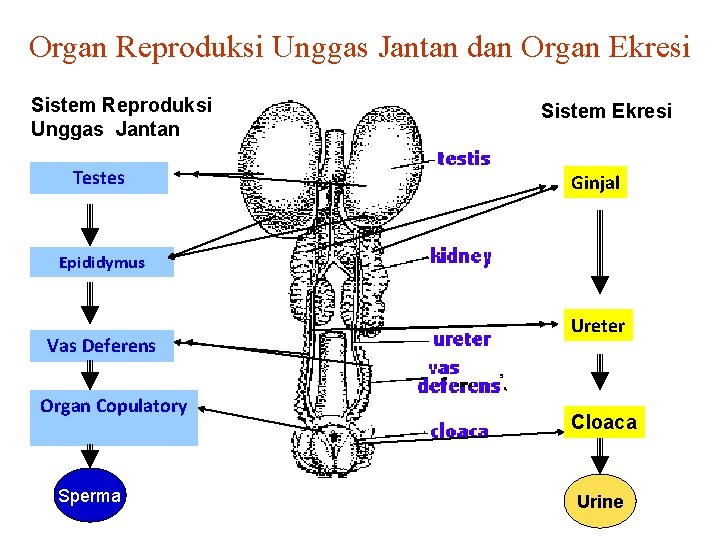 Organ Reproduksi Unggas Jantan dan Organ Ekresi Sistem Reproduksi Unggas Jantan Testes Sistem Ekresi