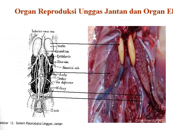 Organ Reproduksi Unggas Jantan dan Organ Ek 