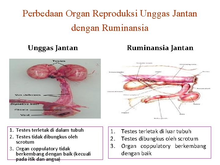 Perbedaan Organ Reproduksi Unggas Jantan dengan Ruminansia Unggas Jantan 1. Testes terletak di dalam