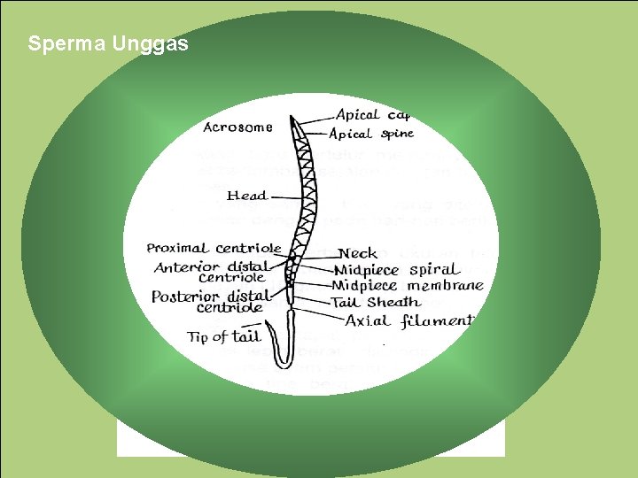 Sperma Unggas Sperma 