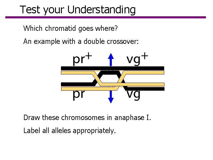 Test your Understanding Which chromatid goes where? An example with a double crossover: Draw Test your Understanding Which chromatid goes where? An example with a double crossover: Draw