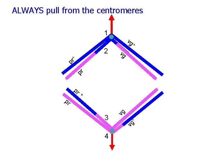 ALWAYS pull from the centromeres 1 2 + pr vg + vg pr pr ALWAYS pull from the centromeres 1 2 + pr vg + vg pr pr