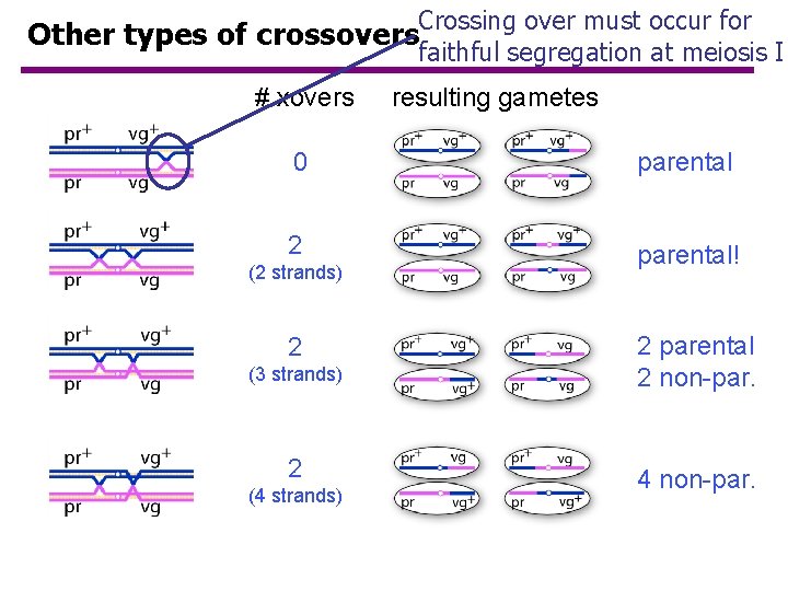Crossing over must occur for Other types of crossovers faithful segregation at meiosis I Crossing over must occur for Other types of crossovers faithful segregation at meiosis I
