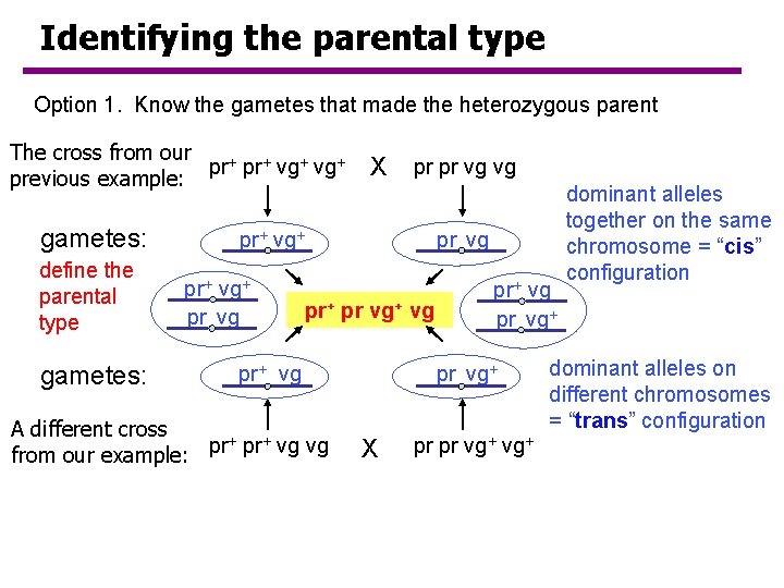 Identifying the parental type Option 1. Know the gametes that made the heterozygous parent Identifying the parental type Option 1. Know the gametes that made the heterozygous parent