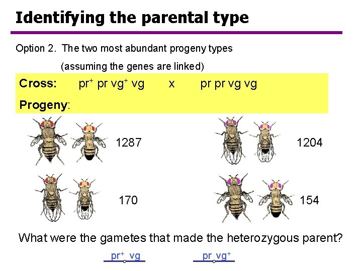Identifying the parental type Option 2. The two most abundant progeny types (assuming the Identifying the parental type Option 2. The two most abundant progeny types (assuming the