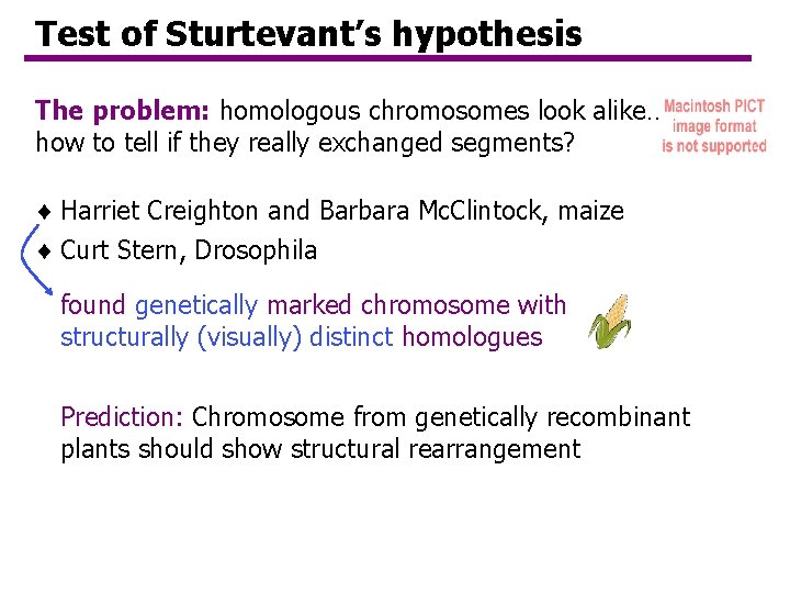 Test of Sturtevant’s hypothesis The problem: homologous chromosomes look alike… how to tell if Test of Sturtevant’s hypothesis The problem: homologous chromosomes look alike… how to tell if