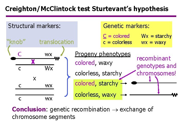 Creighton/Mc. Clintock test Sturtevant’s hypothesis Structural markers: Genetic markers: “knob” C = colored c Creighton/Mc. Clintock test Sturtevant’s hypothesis Structural markers: Genetic markers: “knob” C = colored c