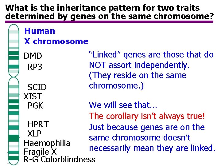 What is the inheritance pattern for two traits determined by genes on the same What is the inheritance pattern for two traits determined by genes on the same