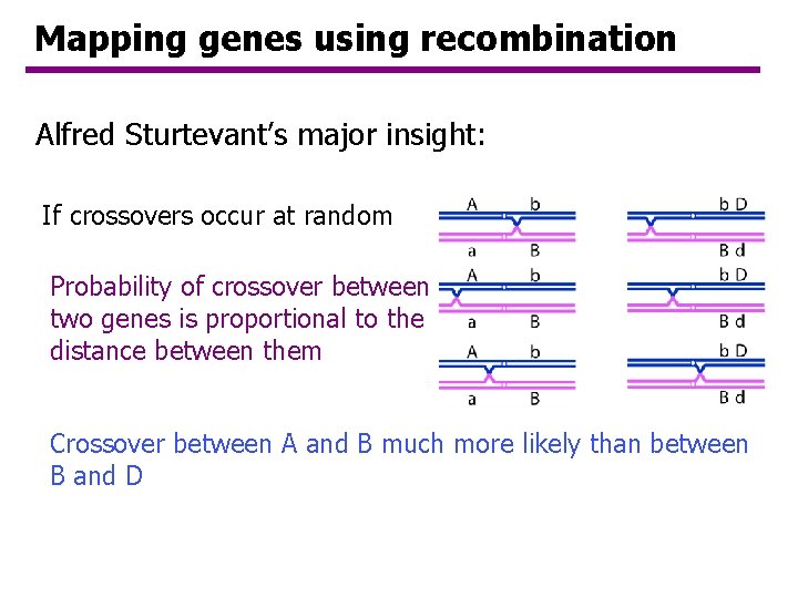 Mapping genes using recombination Alfred Sturtevant’s major insight: If crossovers occur at random Probability Mapping genes using recombination Alfred Sturtevant’s major insight: If crossovers occur at random Probability