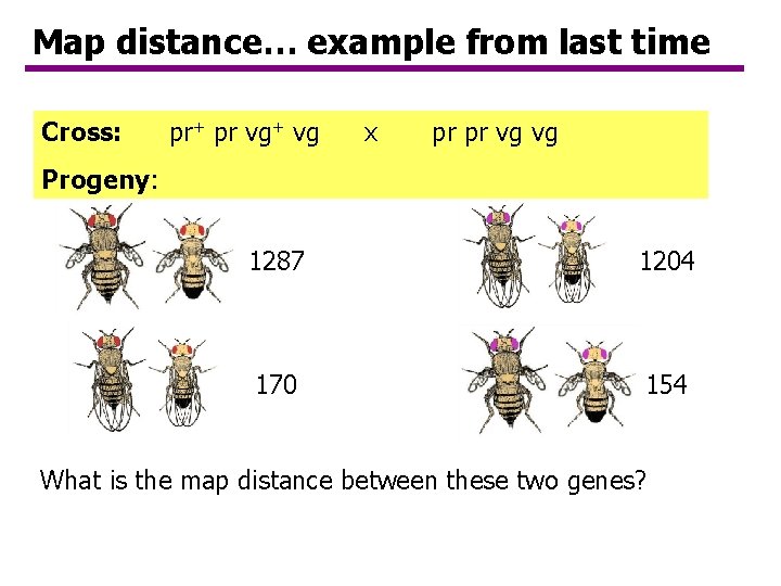 Map distance… example from last time Cross: pr+ pr vg+ vg x pr pr Map distance… example from last time Cross: pr+ pr vg+ vg x pr pr