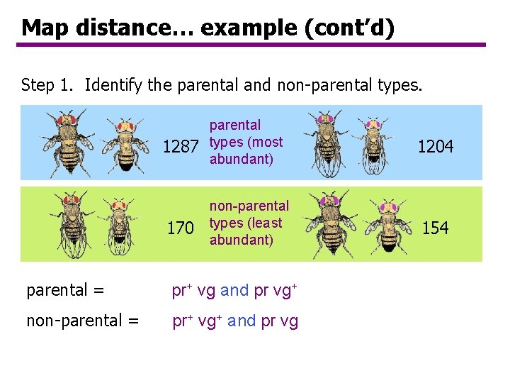 Map distance… example (cont’d) Step 1. Identify the parental and non-parental types. 1287 parental Map distance… example (cont’d) Step 1. Identify the parental and non-parental types. 1287 parental