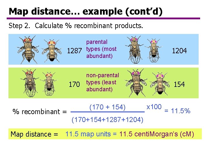 Map distance… example (cont’d) Step 2. Calculate % recombinant products. 1287 parental types (most Map distance… example (cont’d) Step 2. Calculate % recombinant products. 1287 parental types (most