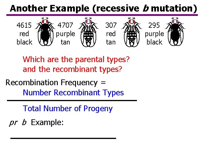 Another Example (recessive b mutation) 4615 red black 4707 purple tan 307 red tan Another Example (recessive b mutation) 4615 red black 4707 purple tan 307 red tan