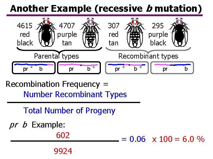 Another Example (recessive b mutation) 4615 red black 4707 purple tan 307 red tan Another Example (recessive b mutation) 4615 red black 4707 purple tan 307 red tan