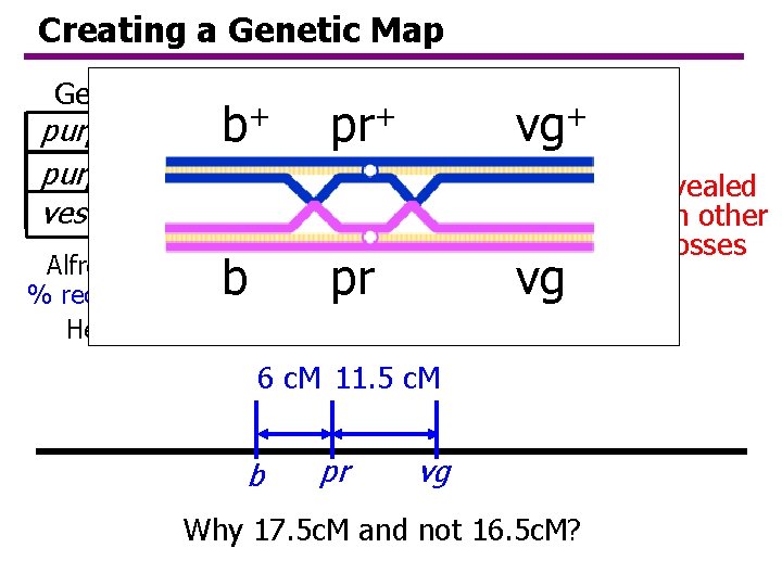 Creating a Genetic Map Genetic loci: % Recombinants + + purple - vestigial - Creating a Genetic Map Genetic loci: % Recombinants + + purple - vestigial -