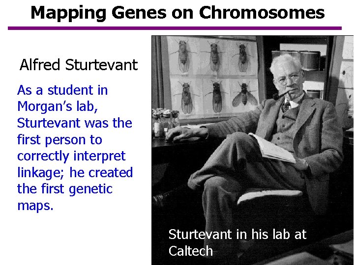 Mapping Genes on Chromosomes Alfred Sturtevant As a student in Morgan’s lab, Sturtevant was Mapping Genes on Chromosomes Alfred Sturtevant As a student in Morgan’s lab, Sturtevant was