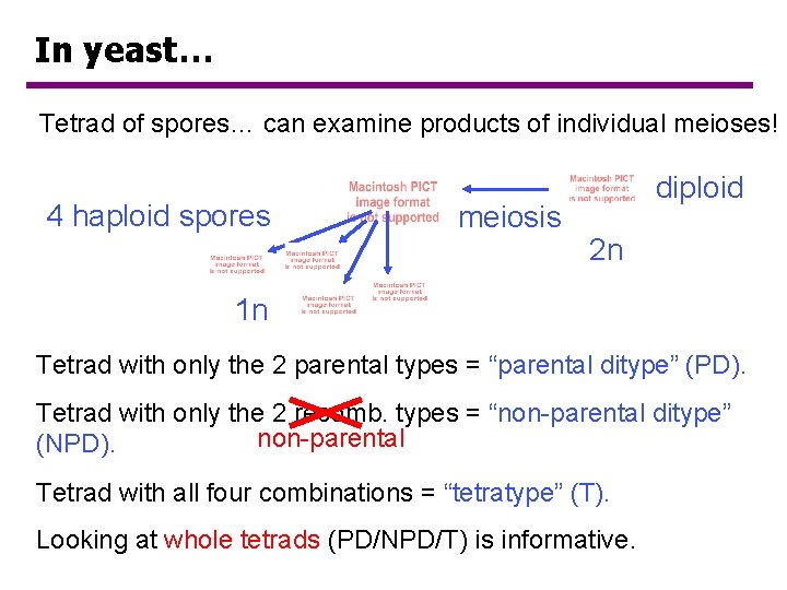 In yeast… Tetrad of spores… can examine products of individual meioses! 4 haploid spores In yeast… Tetrad of spores… can examine products of individual meioses! 4 haploid spores