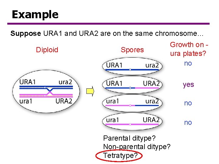 Example Suppose URA 1 and URA 2 are on the same chromosome… Diploid Spores Example Suppose URA 1 and URA 2 are on the same chromosome… Diploid Spores