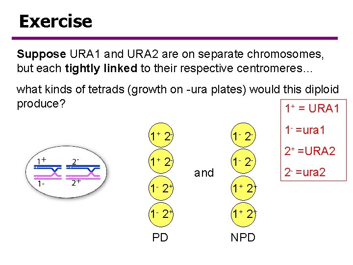 Exercise Suppose URA 1 and URA 2 are on separate chromosomes, but each tightly Exercise Suppose URA 1 and URA 2 are on separate chromosomes, but each tightly