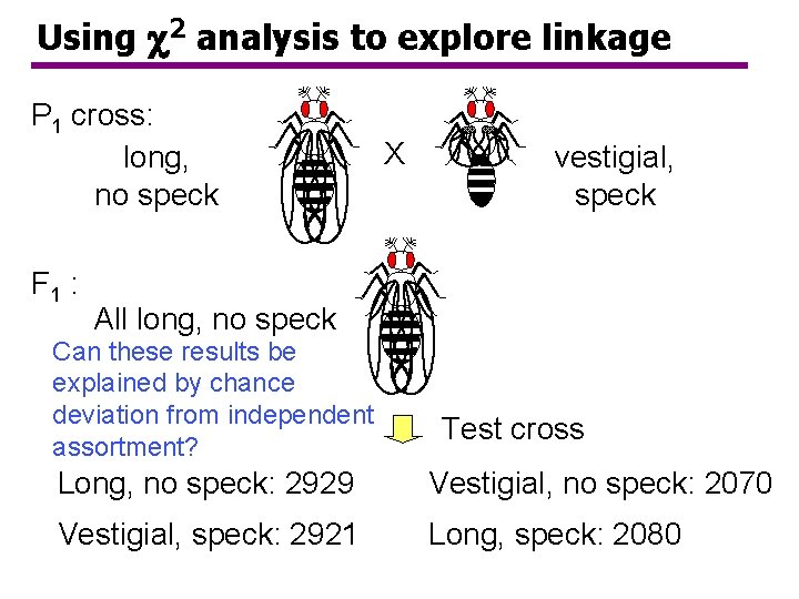 Using 2 analysis to explore linkage P 1 cross: long, no speck F 1 Using 2 analysis to explore linkage P 1 cross: long, no speck F 1