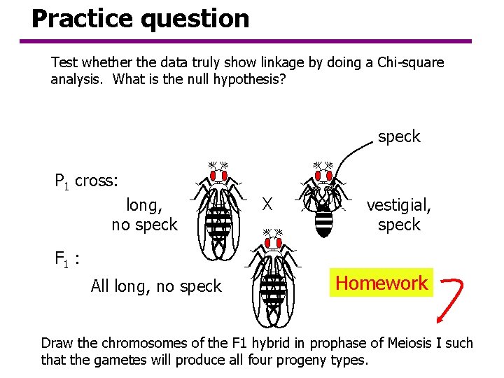 Practice question Test whether the data truly show linkage by doing a Chi-square analysis. Practice question Test whether the data truly show linkage by doing a Chi-square analysis.