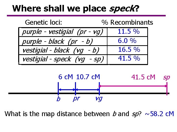 Where shall we place speck? Genetic loci: % Recombinants 11. 5 % purple - Where shall we place speck? Genetic loci: % Recombinants 11. 5 % purple -