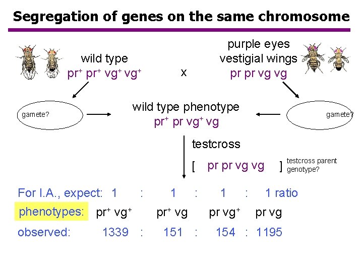 Segregation of genes on the same chromosome wild type pr+ vg+ purple eyes vestigial Segregation of genes on the same chromosome wild type pr+ vg+ purple eyes vestigial