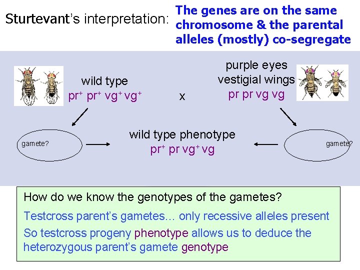 The genes are on the same Sturtevant’s interpretation: chromosome & the parental alleles (mostly) The genes are on the same Sturtevant’s interpretation: chromosome & the parental alleles (mostly)