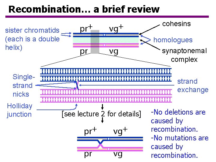 Recombination… a brief review cohesins sister chromatids (each is a double helix) homologues synaptonemal Recombination… a brief review cohesins sister chromatids (each is a double helix) homologues synaptonemal