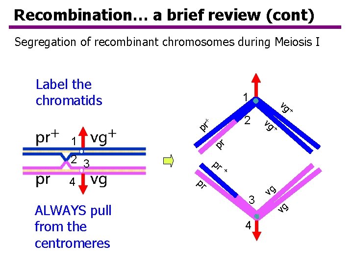 Recombination… a brief review (cont) Segregation of recombinant chromosomes during Meiosis I Label the Recombination… a brief review (cont) Segregation of recombinant chromosomes during Meiosis I Label the