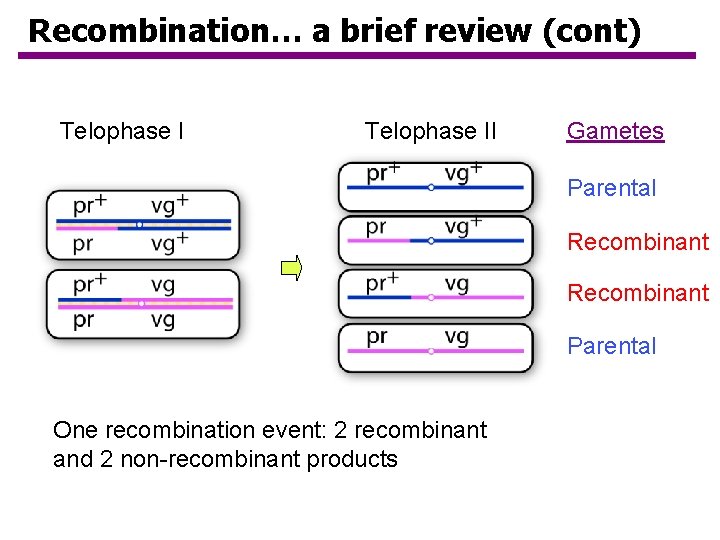 Recombination… a brief review (cont) Telophase II Gametes Parental Recombinant Parental One recombination event: Recombination… a brief review (cont) Telophase II Gametes Parental Recombinant Parental One recombination event: