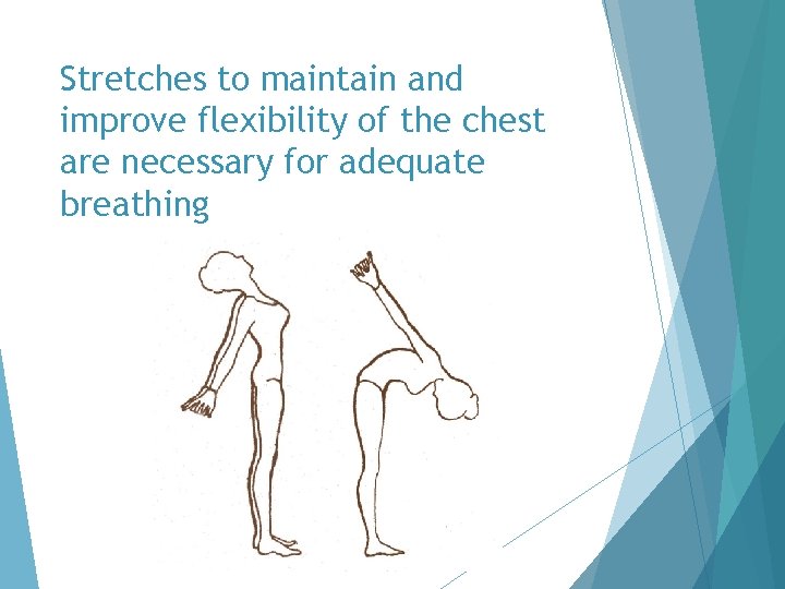 Stretches to maintain and improve flexibility of the chest are necessary for adequate breathing