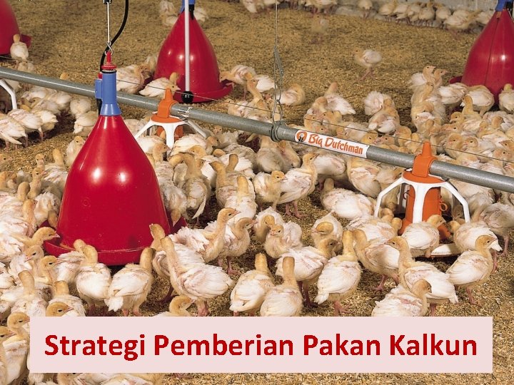 Strategi Pemberian Pakan Kalkun 