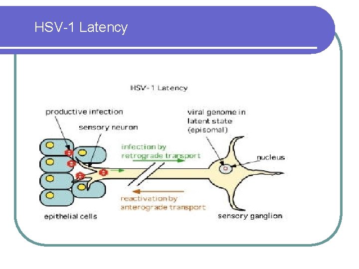 HSV-1 Latency 