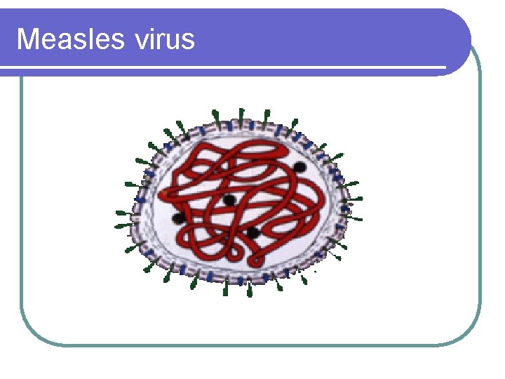 Measles virus 